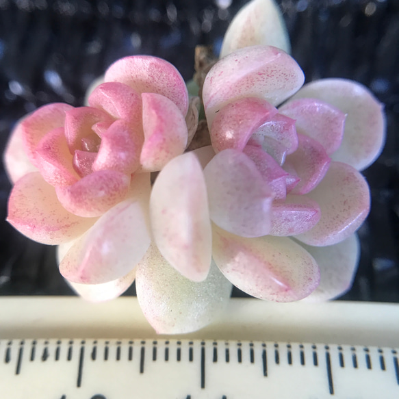 新作 在庫僅か 多肉植物 エケベリア 桜餅 抜き苗 多頭 1株 多肉植物 愛