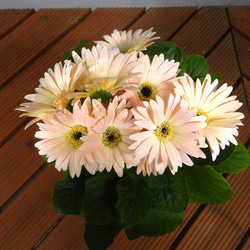 ★ENGEI ichioki★ガーベラ・鉢花07◆可愛らしい花のガーベラです◆ 5枚目の画像