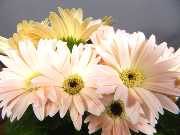 ★ENGEI ichioki★ガーベラ・鉢花07◆可愛らしい花のガーベラです◆ 2枚目の画像