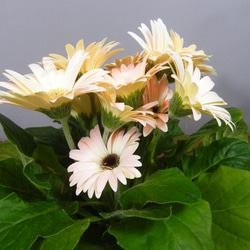 ★ENGEI ichioki★ガーベラ・鉢花07◆可愛らしい花のガーベラです◆ 7枚目の画像