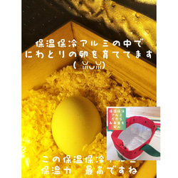 リニューアル　選べるオーダー！丸ごと洗えるコットン＆保温保冷アルミ【フレッシュ　す・い・か】ランチトートバッグ 17枚目の画像