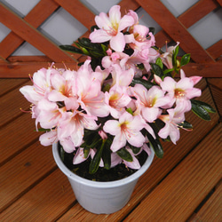 ★ENGEI ichioki★アザレア「ひろか」鉢花◆可愛らしい花のアザレアです◆ 10枚目の画像