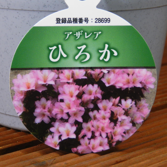 ★ENGEI ichioki★アザレア「ひろか」鉢花◆可愛らしい花のアザレアです◆ 5枚目の画像
