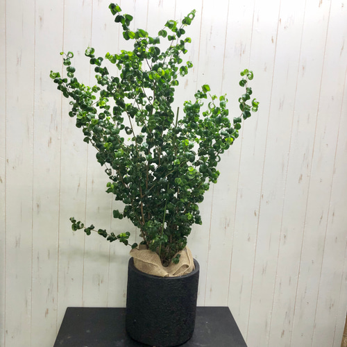 背高め 密度抜群！ フィカス ベンジャミン バロック 鉢カバー付き