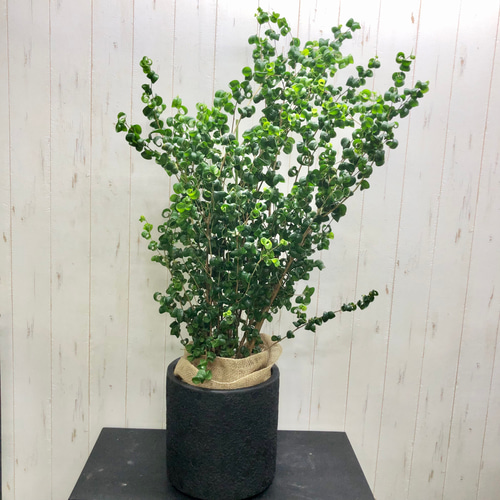 背高め 密度抜群！ フィカス ベンジャミン バロック 鉢カバー付き