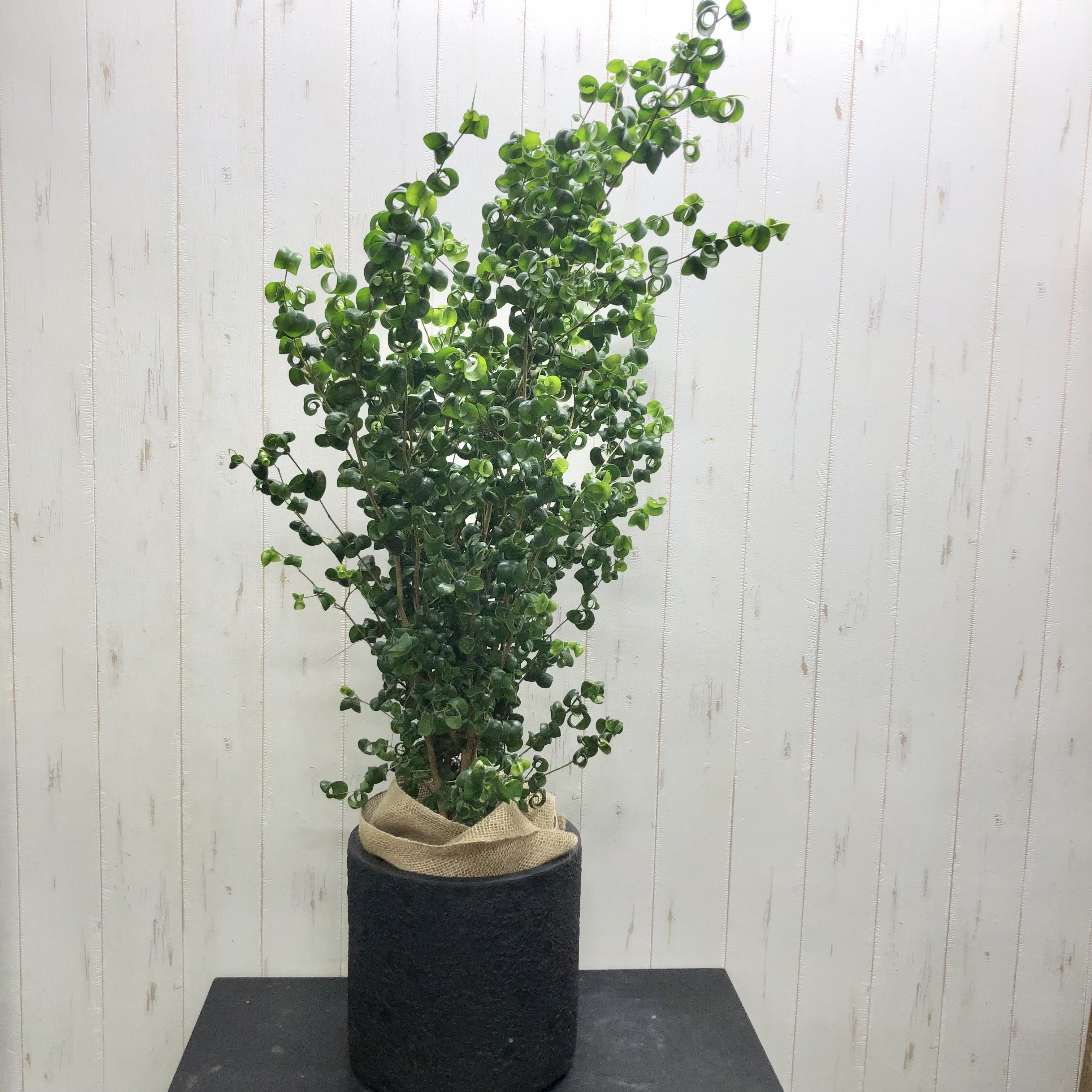 ☆ バロック♪ 132cm♪ ベンジャミン