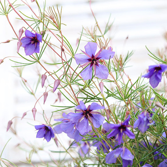 花苗 プラティセカ ブルーコメット 3号 多年草 春 ブルー オーストラリア 希少 鉢植え 庭 3枚目の画像