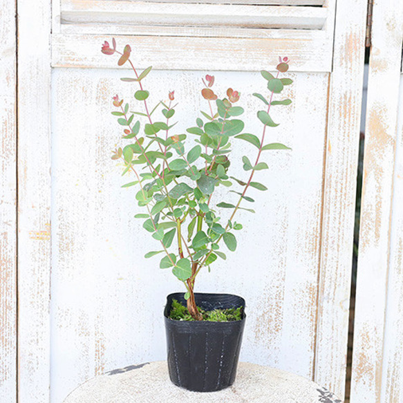 常緑苗木 ユーカリ アップルボックス 3.5号 庭木 植木 丸葉 香り シンボルツリー 3枚目の画像