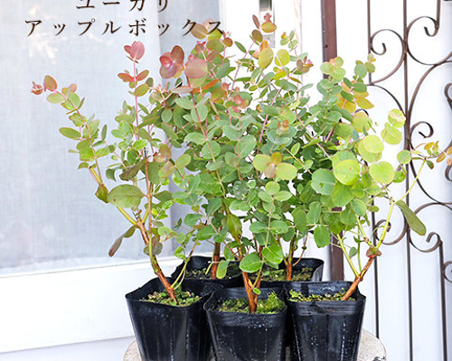 bdcd1172f9677a8f563e3f8d2e56b5