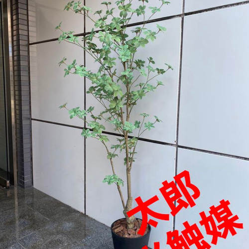 光触媒 人工観葉植物 ウォールグリーン フェイクグリーン ドウダン145 