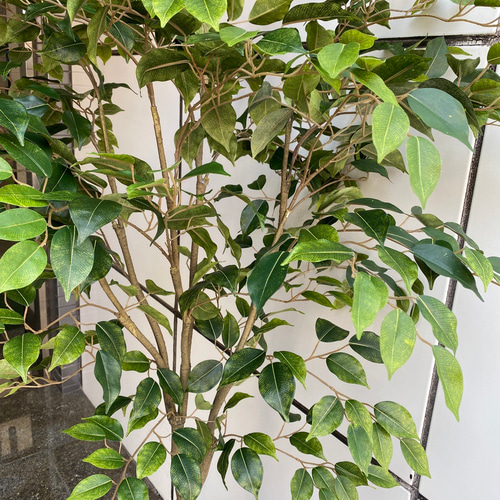 光触媒　人工観葉植物　ウォールグリーン　フェイクグリーン　ベンジャミン145 光触媒 人工観葉植物 ウォールグリーン フェイクグリーン ベンジャミン