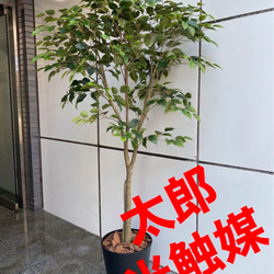 光触媒 人工観葉植物 ウォールグリーン フェイクグリーン ベンジャミン