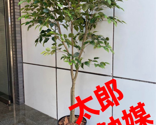 光触媒　人工観葉植物　ウォールグリーン　フェイクグリーン　ベンジャミン115 光触媒 人工観葉植物 ウォールグリーン フェイクグリーン ベンジャミン