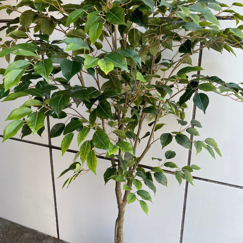 光触媒　人工観葉植物　ウォールグリーン　フェイクグリーン　ベンジャミン145 光触媒人工観葉植物ウォールグリーンフェイクグリーンベンジャミンツリーdm