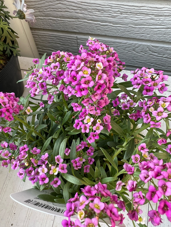 花苗□奥田園芸様オリジナル 栄養系アリッサム シェリ ピンク□1ポット  