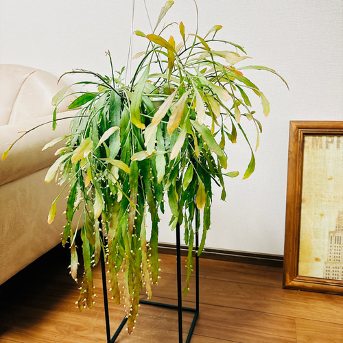 現品］リプサリス ラムローサ 観葉植物 室内 蔓性 かわいい 吊り
