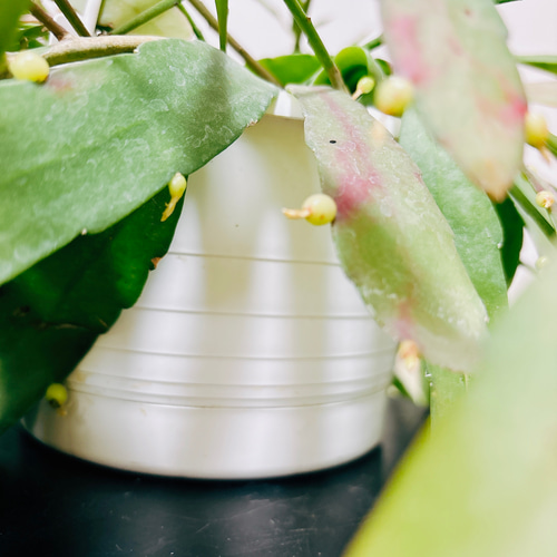 ラムローサ　リプサリス　吊り鉢　サボテン　リプサリスラムローサ　観葉植物 PLANCHU 観葉植物 プセウドリプサリス ラムローサ 5号吊り鉢
