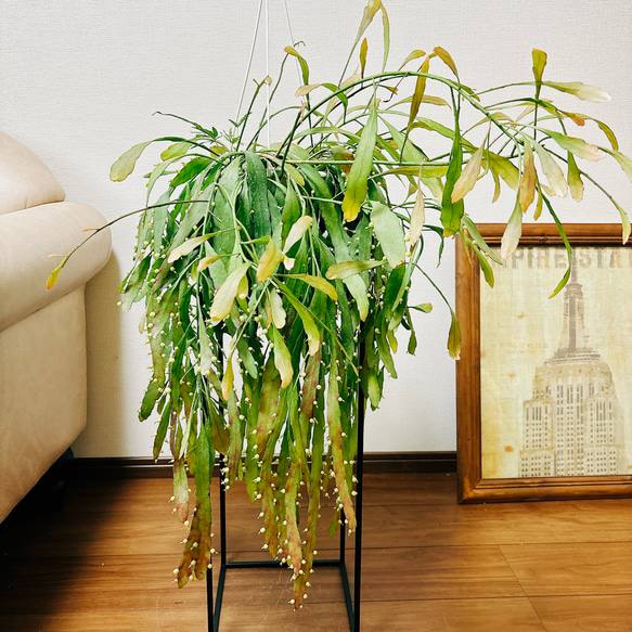 ラムローサ　リプサリス　吊り鉢　サボテン　リプサリスラムローサ　観葉植物 現品］リプサリス ラムローサ 観葉植物 室内 蔓性 かわいい 吊り
