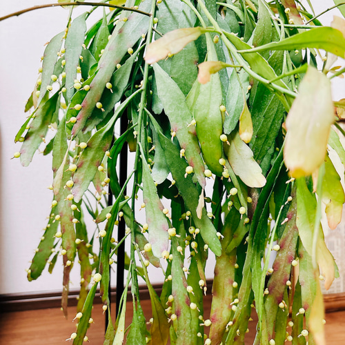 現品］リプサリス ラムローサ 観葉植物 室内 蔓性 かわいい 吊り