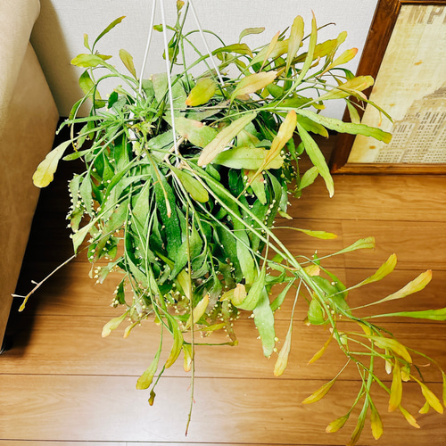 現品］リプサリス ラムローサ 観葉植物 室内 蔓性 かわいい 吊り