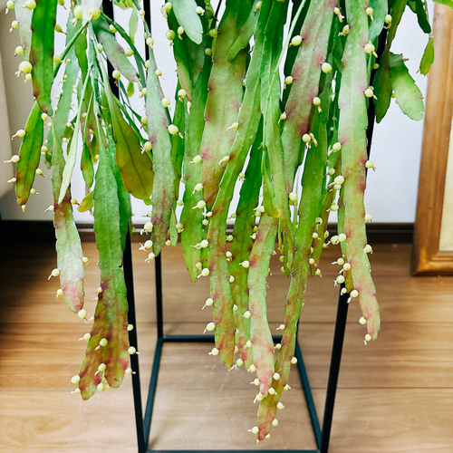 現品］リプサリス ラムローサ 観葉植物 室内 蔓性 かわいい 吊り