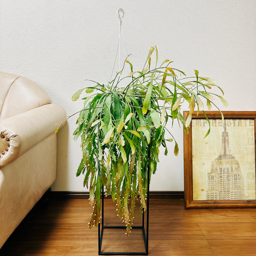 現品］リプサリス ラムローサ 観葉植物 室内 蔓性 かわいい 吊り