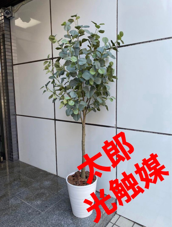 光触媒　人工観葉植物　ウォールグリーン　フェイクグリーン　ユーカリ145 1枚目の画像