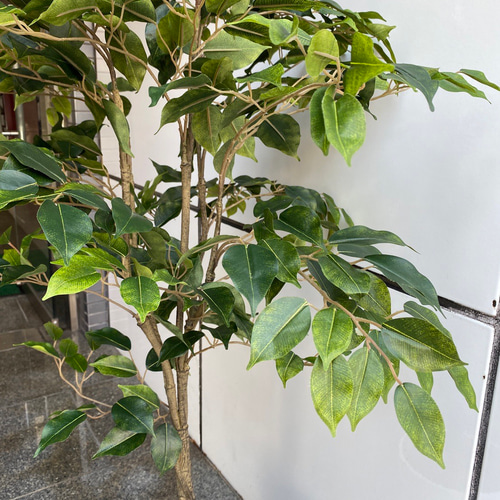 光触媒 人工観葉植物 ウォールグリーン フェイクグリーン ベンジャミン