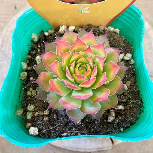 多肉植物 センペルビウム ゴールドナゲット 多肉植物 plant life 通販