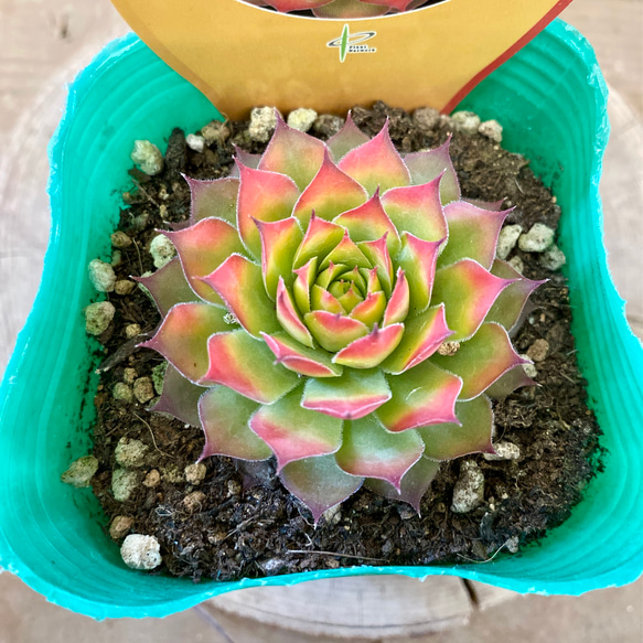 多肉植物　センペルビウム　ゴールドナゲット 3枚目の画像