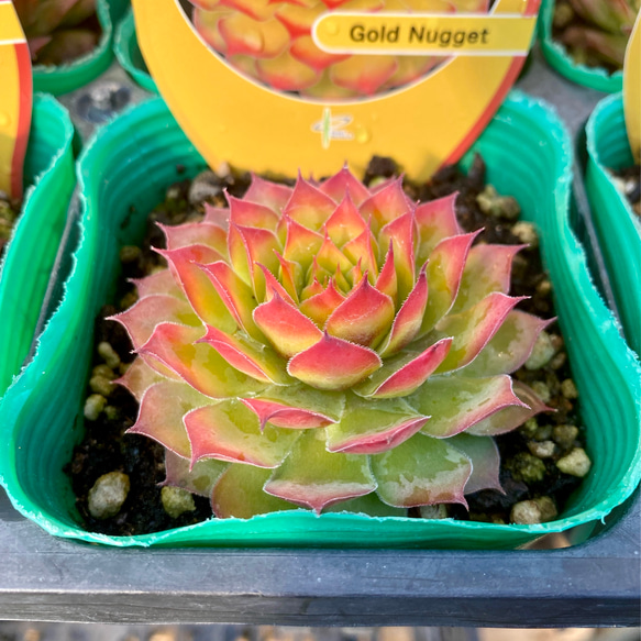 多肉 センペルビウム Seminole セミノール ミズリーローズ