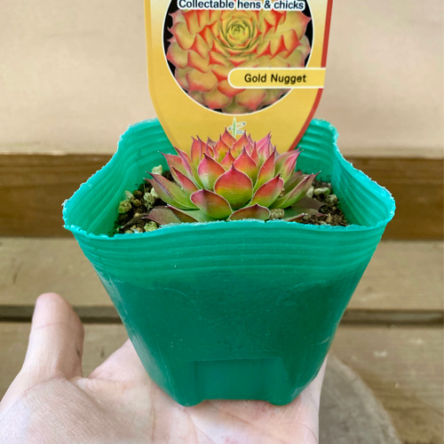 多肉植物 センペルビウム ゴールドナゲット 多肉植物 plant life 通販