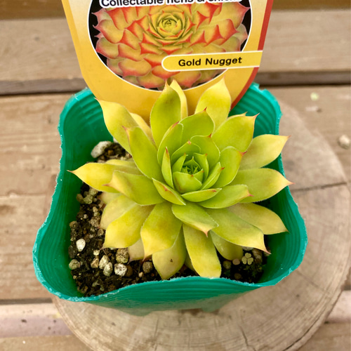 多肉植物 センペルビウム ゴールドナゲット 多肉植物 plant life 通販