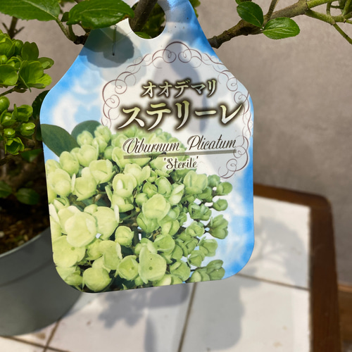 ビバーナムオオデマリ❤️ステリーレ 5号鉢 二期・四季咲き性❗️ 多肉