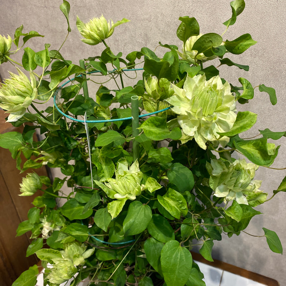 ミキ出品　クレマチス6鉢 クレマチス：ミニベル6号鉢植え（テキセンシス系原種） の通販