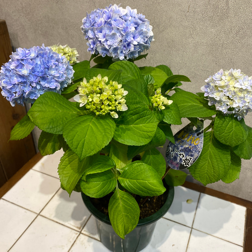 サボテン かぐや姫 大株 鉢のまま 2025年最新】エピテランサ かぐや姫