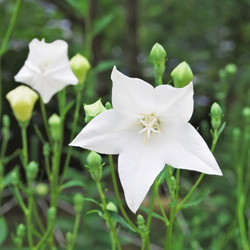 宿根草❗️桔梗❤️3.5号ポット　白花 1枚目の画像