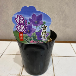 宿根草❗️桔梗❤️3.5号ポット　紫花 5枚目の画像