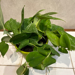 スキンダプサス❤️アルギレウス 4号鉢 多肉植物 Garden_couleur