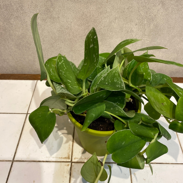スキンダプサス❤️アルギレウス 4号鉢 多肉植物 Garden_couleur スキンダプサス❤️アルギレウス 4号鉢 多肉植物 Garden_couleur