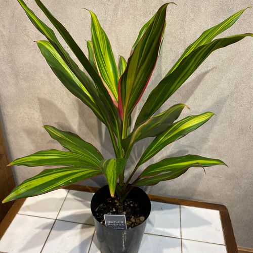 ドラセナキウイ　苗　リュウゼツラン 科　観葉植物　コルジリネ　コルディリネ ドラセナキウイ 苗 リュウゼツラン 科 観葉植物 コルジリネ