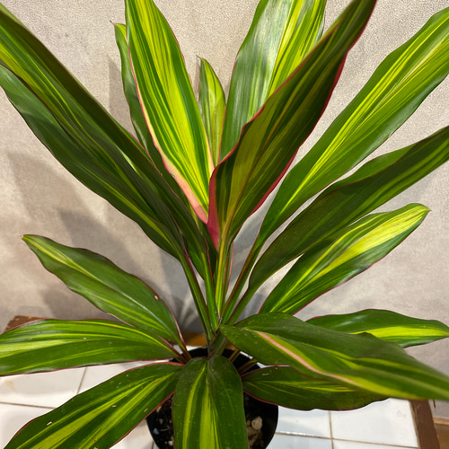 ドラセナ❤️コルディリネ ターミナリス キウイ 4号鉢 多肉植物