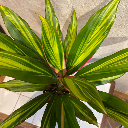 ドラセナ❤️コルディリネ ターミナリス キウイ 4号鉢 多肉植物