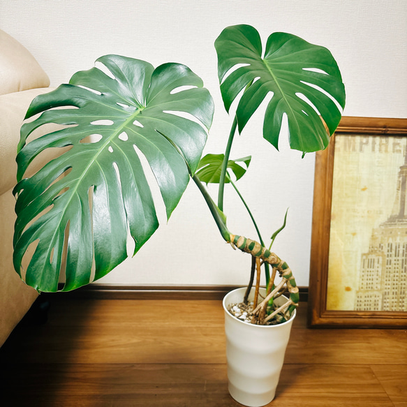 現品］A2 八丈島産 モンステラデリシオーサ 幹上がり 8号 観葉植物
