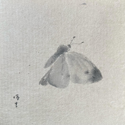 紋白蝶　monshirocho 2枚目の画像