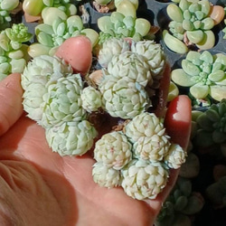 大人気‼️　レア‼️　多肉植物(韓国苗)　グロブローサ　ラノリン球❣️ 1枚目の画像