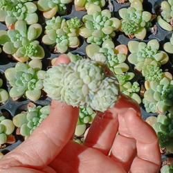 大人気‼️　レア‼️　多肉植物(韓国苗)　グロブローサ　ラノリン球❣️ 2枚目の画像