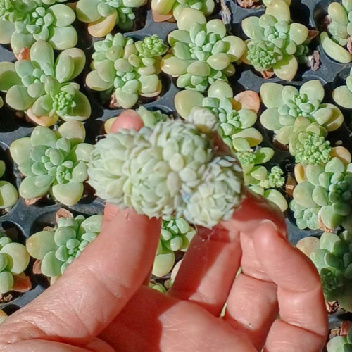 多肉植物 ラノリンボール① 抜き苗 2鉢分｜Yahoo!フリマ（旧