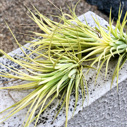 紅葉中♪ Tillandsia ionantha 'Druid' / エアプランツ ドルイド 3株 5枚目の画像