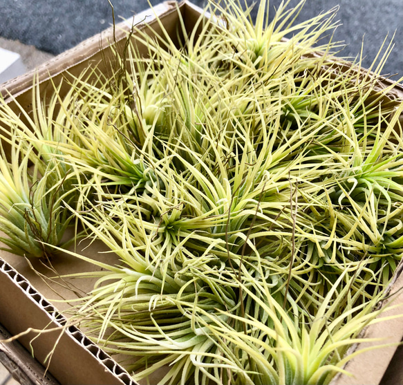 紅葉中♪ Tillandsia ionantha 'Druid' / エアプランツ ドルイド 3株 9枚目の画像